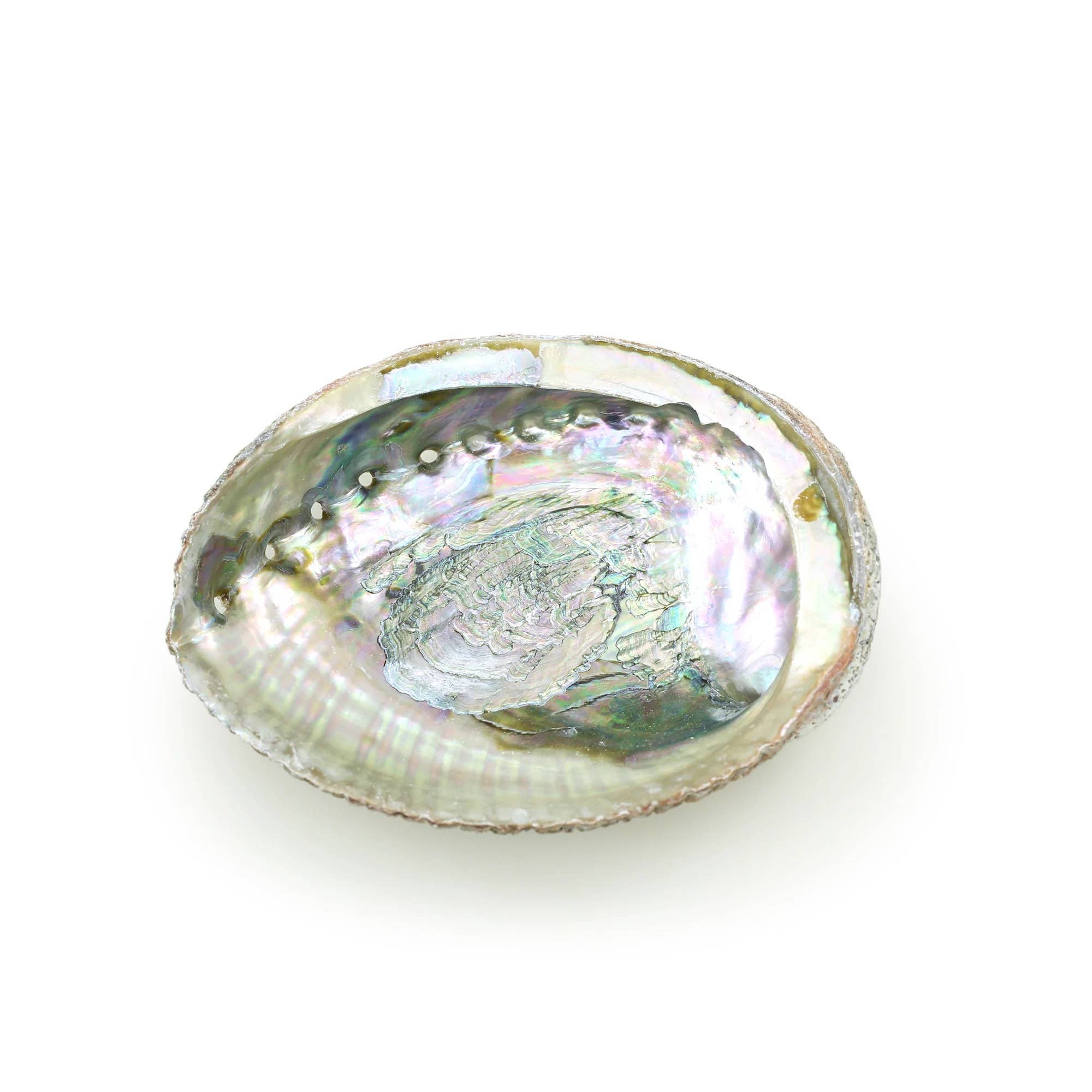 Burner - Abalone shell large 5