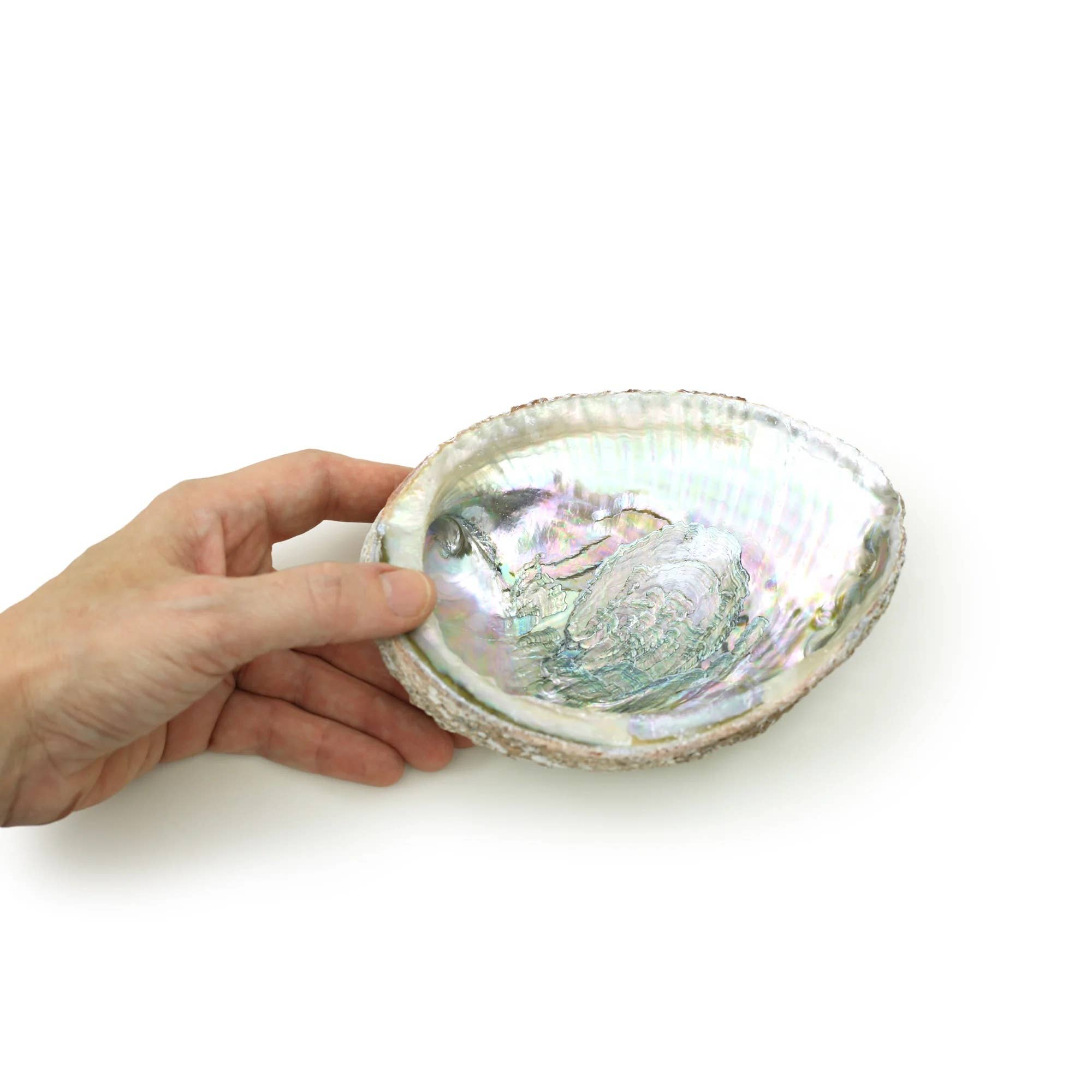 Burner - Abalone shell large 5