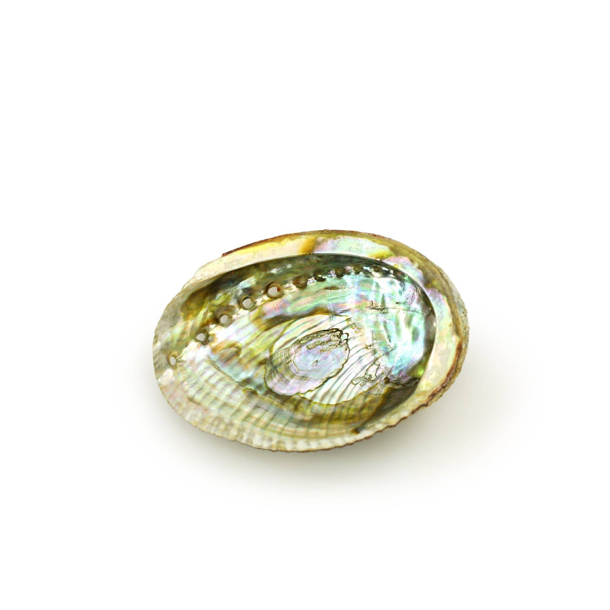 Burner - Abalone shell medium 3.75